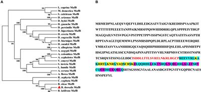 The Transcription Factor MafB Regulates the Susceptibility of Bactrocera dorsalis to Abamectin via GSTz2